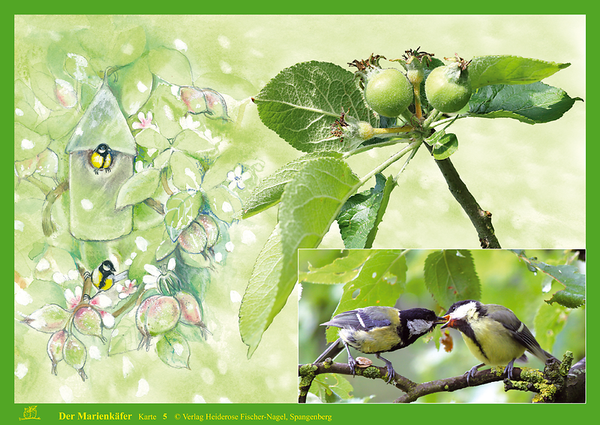 Garten, Vögel, Apfelbaum, Vogelhaus, Natur