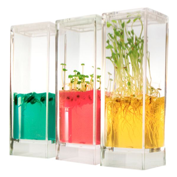 mini-Planter, bunte Hydrokultur, Glasbehälter, Pflanzen Trio, Wurzelansicht