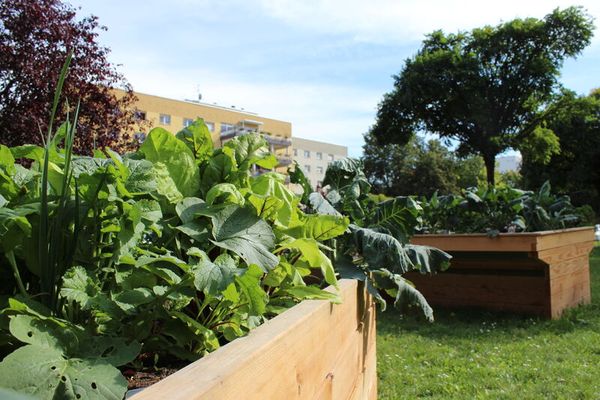 Hochbeet "Vis-á-Vis" - Rollibeet, beidseitig unterfahrbar, B: 120 cm, für 2 Personen Hochbeet "Vis-á-Vis" - Rollibeet, beidseitig unterfahrbar, B: 120 cm, für 2 Personen