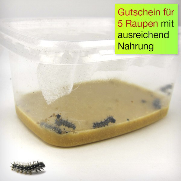 Zuchtset Schmetterlinge Zuchtset Schmetterlinge