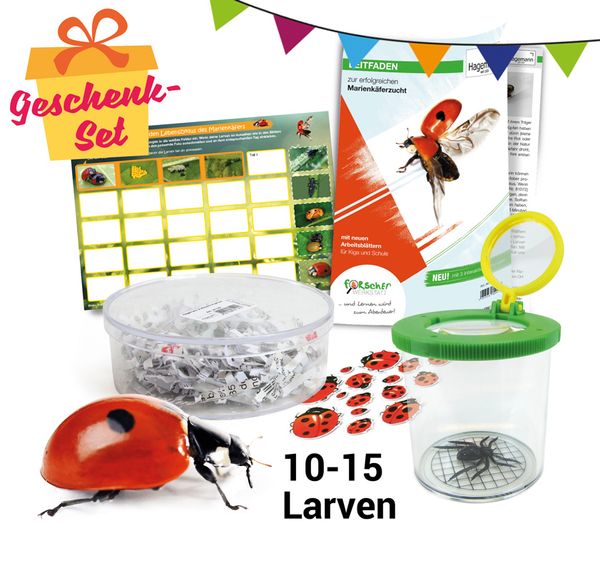 Zuchtset Marienkäfer Zuchtset Marienkäfer