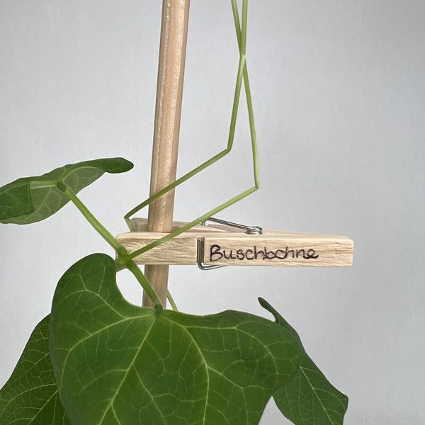 Kletterpflanze, Holzstab, Pflanzenhalter, Bindenpflanze, Herbstklammer