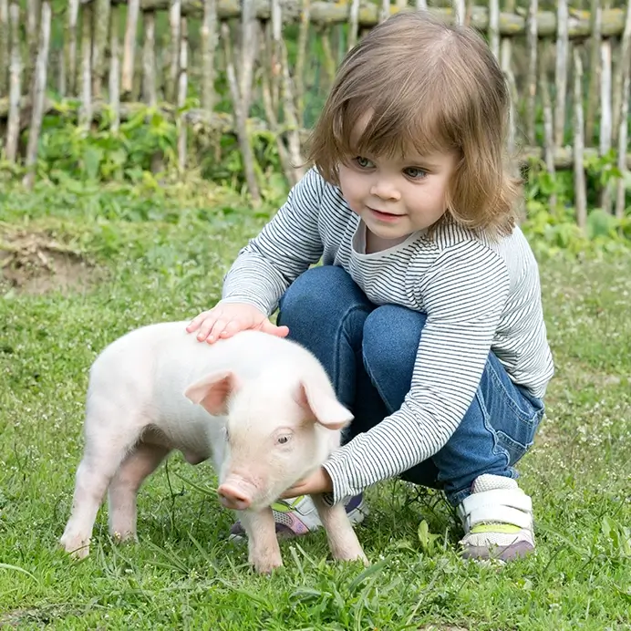 Kita-Projekte zum Thema Bauernhoftiere: Kind streichelt ein Schwein
