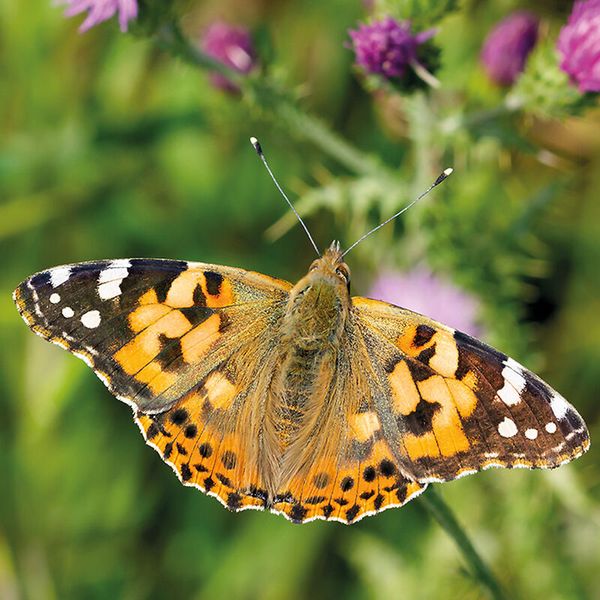 Schmetterling, Wanderschmetterling, Orange-Schmetterling, Flügelmuster, Insekt