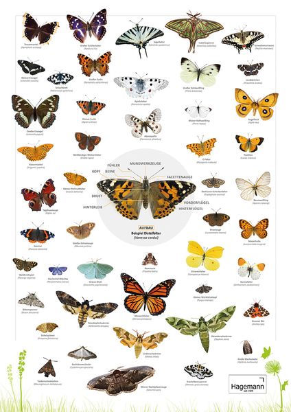 Schmetterling, Motivkarte, Insektenposter, Flügelmuster, Lepidoptera