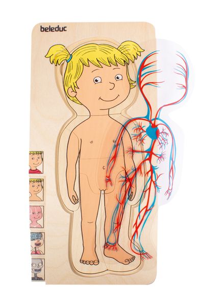 5-Lagenpuzzle Dein Körper: Mädchen, Holz, 28 Teile, ab 4 Jahre 5-Lagenpuzzle Dein Körper: Mädchen, Holz, 28 Teile, ab 4 Jahre