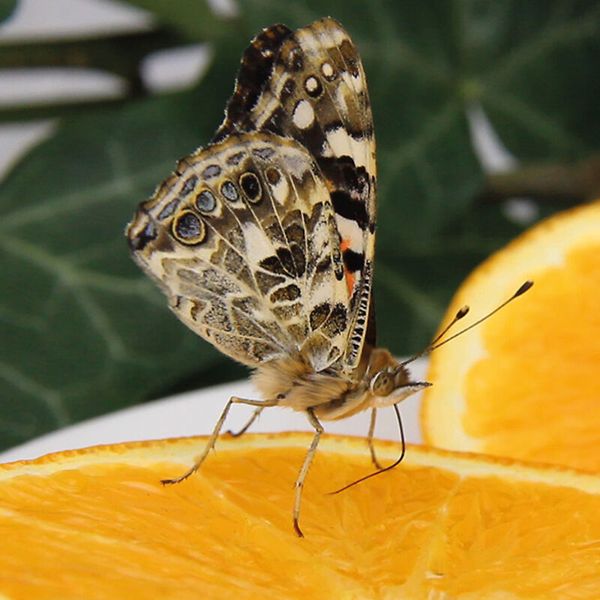 Schmetterling, Motf6r, Insekt, Orange, Schnittkante