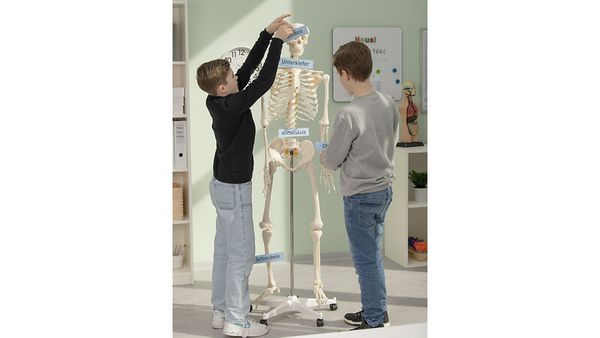 Skelettmodell, Kunststoff, Kopf, Gelenk, Lehrmodell