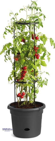 Tomato trellis, Tomatenpflanze, Kletterhilfe, Roter Tomate, Topfpflanze