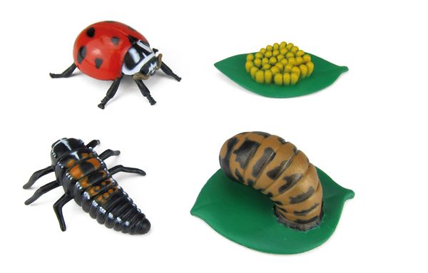 Marienkäfer, Käfer, Spielzeuginsekten, Modellinsekt, Miniaturkäfer