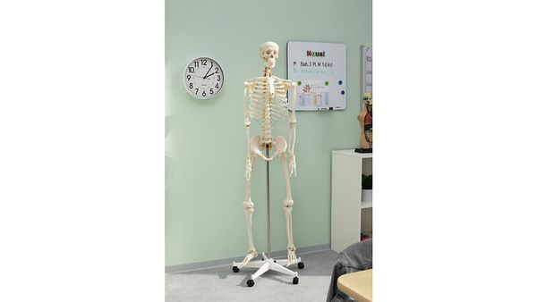 Skelett, Menschenknochen, Ausstellungsmodell, Anatomie, Lehrmaterial