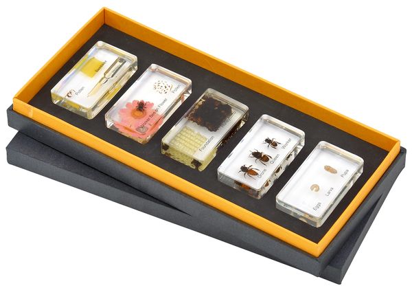 BETZOLD Lebenszyklus Honigbiene, Kunstglasblöcke