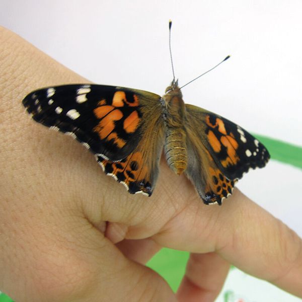 Schmetterling, Schmetterling auf Hand, Orangener Schmetterling, Flügelmuster, Insekt