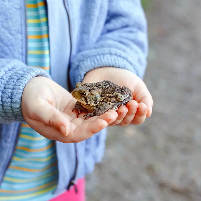 Kita-Projekte zum Thema Frösche: Kind hält einen Frosch