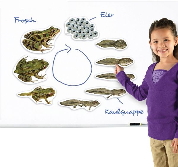 Frosch, Eier, Kaulquappen, Froschfiguren, Kreideboard