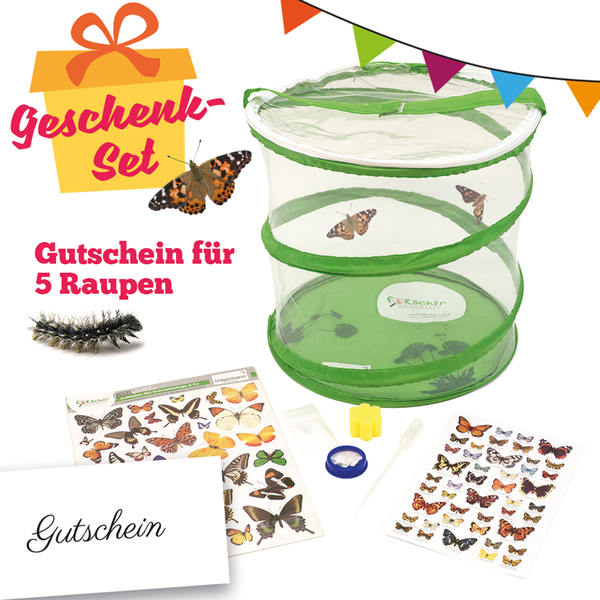 Zuchtset Schmetterlinge Zuchtset Schmetterlinge