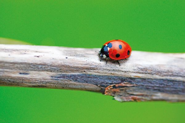 Zuchtset Marienkäfer