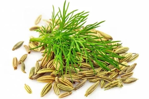 Großkammerbeutel Fencheltee, 50 Beutel Großkammerbeutel Fencheltee, 50 Beutel