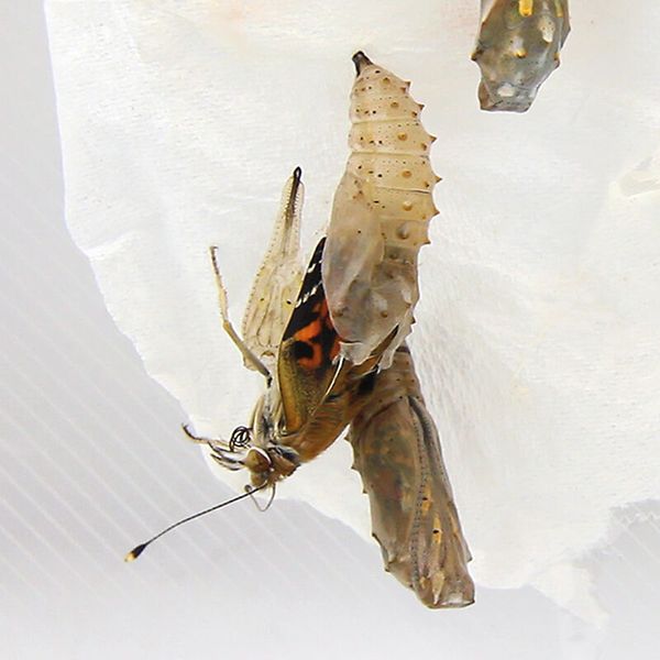 mantis, Praying mantis, Insekt, braun, transparent