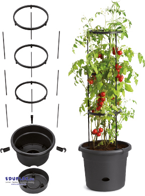 Tomatenpflanze, stabiles Ständersystem, Blumentopf, Gartenspalier, Behältergärtnerei