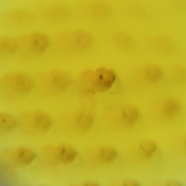 Facettenlinsen-Brille Facettenlinsen-Brille