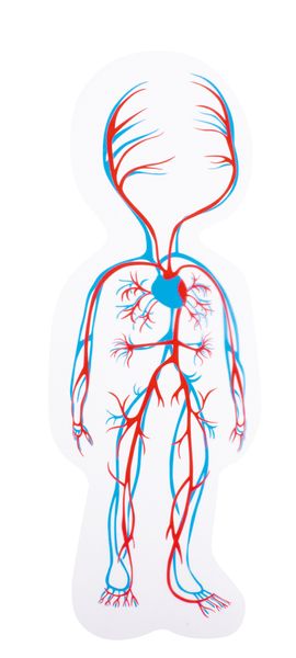 5-Lagenpuzzle Dein Körper: Mädchen, Holz, 28 Teile, ab 4 Jahre 5-Lagenpuzzle Dein Körper: Mädchen, Holz, 28 Teile, ab 4 Jahre