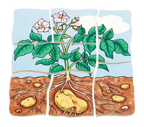 Lagen-Puzzle Kartoffel, 30 Teile, Holz, ab 4 Jahre Lagen-Puzzle Kartoffel, 30 Teile, Holz, ab 4 Jahre