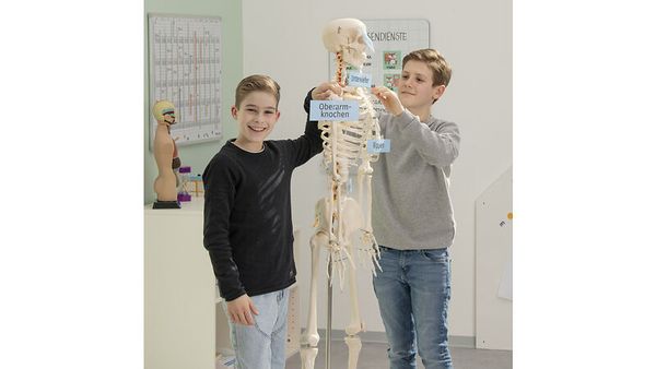 Skelett, Lehrmodell, Knochenaufbau, Schulen, Anatomie