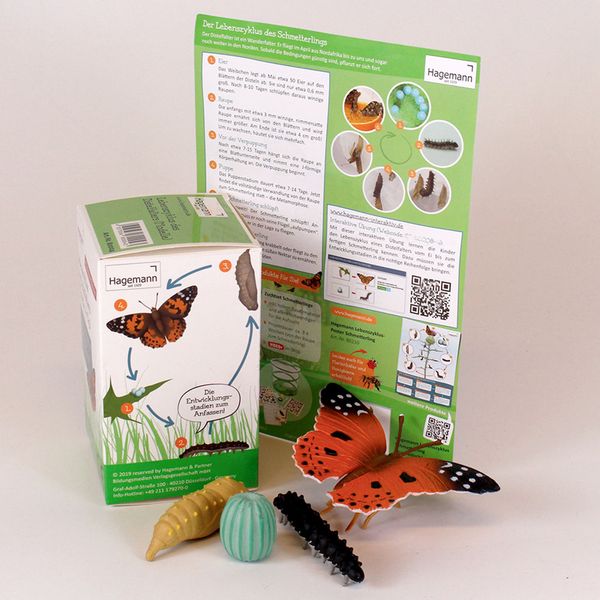 Lebenszyklus-Modell "Distelfalter", 4-tlg. Lebenszyklus-Modell "Distelfalter", 4-tlg.