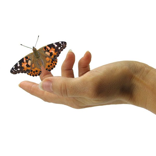 Schmetterling, Schmetterling auf Hand, Orange-schwarzer Falter, Hand mit Schmetterling, Tierchen
