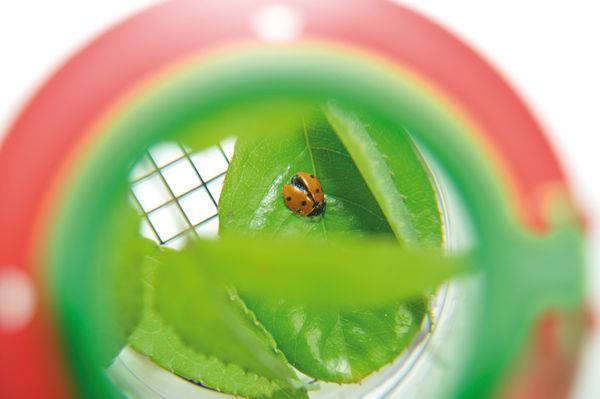 Lupendose groß, 10 Stück Lupendose groß, 10 Stück