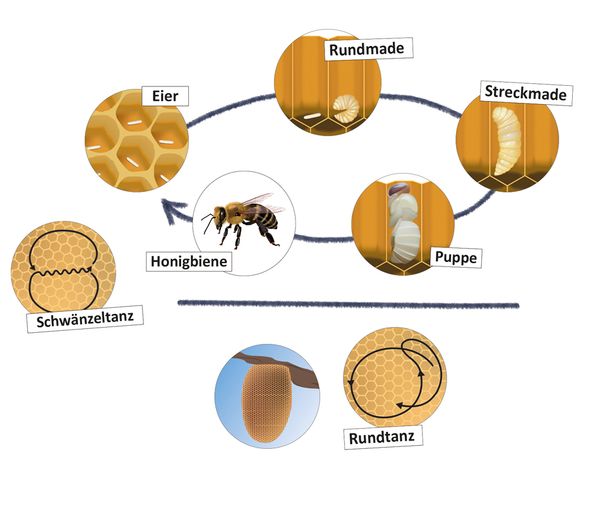 Bienenwabe, Eier, Honigbiene, Schwarm, Schwänzelstanz