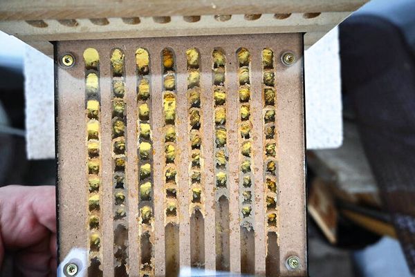 Zuchtset Wildbienen, 5-tlg.