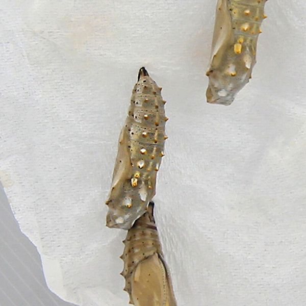 Zuchtset Schmetterlinge