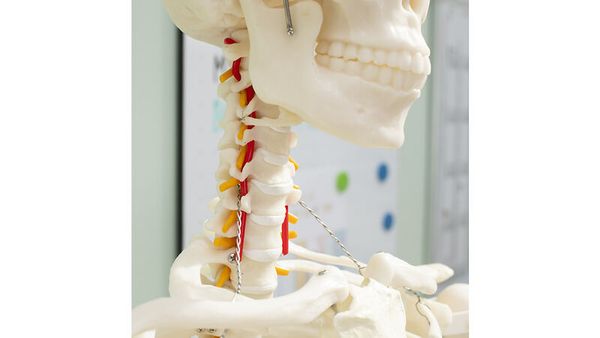 modell, anatomie, skelett, wirbelsäule, auslage