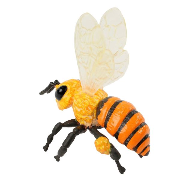 Lebenszyklus-Modell Honigbiene, 4-tlg. Lebenszyklus-Modell Honigbiene, 4-tlg.