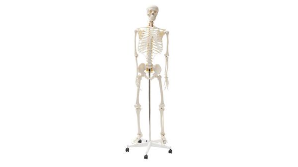 Skelett, Skelettmodell, Anatomie, Aufbau, Statik