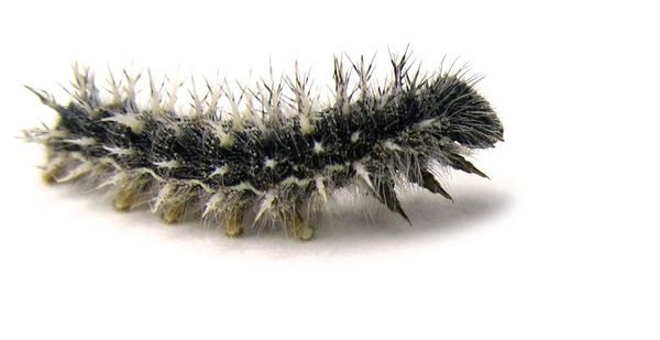 bürste, Flaum, Raupe, schwarz, Flaumknäuel
