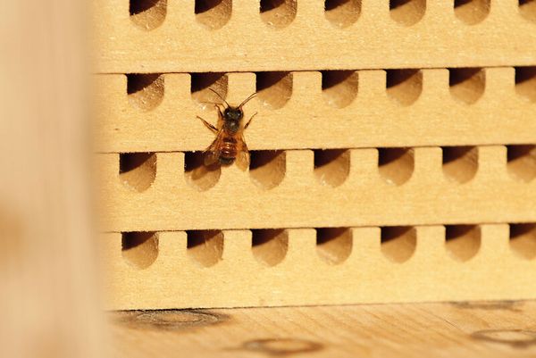 Zuchtset Wildbienen, 5-tlg.