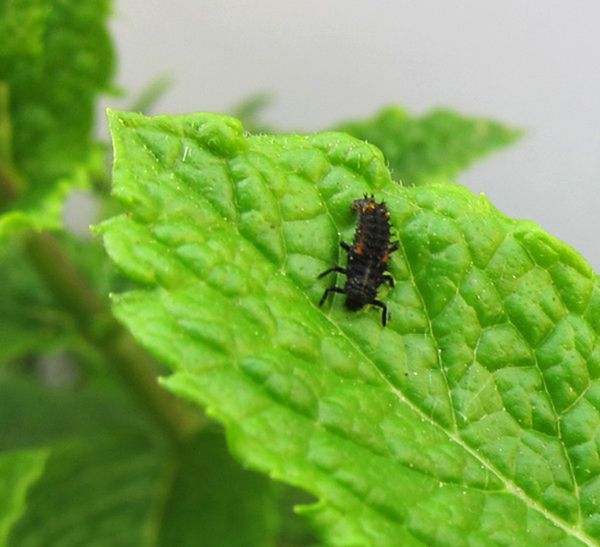 Zuchtset Marienkäfer Zuchtset Marienkäfer
