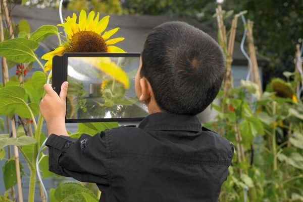 Sonnenblume, Fotografie, Tablet, Kind, Garten