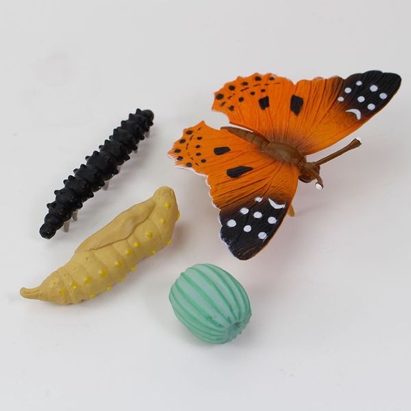 Lebenszyklus-Modell "Distelfalter", 4-tlg. Lebenszyklus-Modell "Distelfalter", 4-tlg.