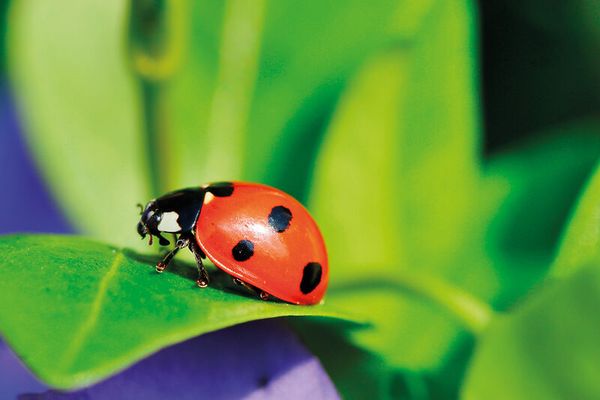 Zuchtset Marienkäfer