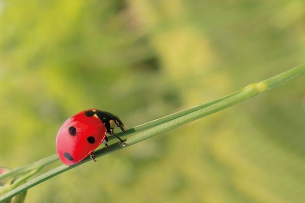 Zuchtset Marienkäfer