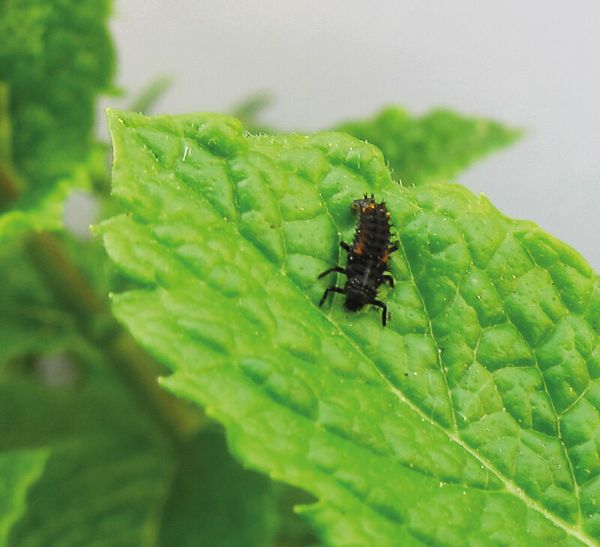 Zuchtset Marienkäfer