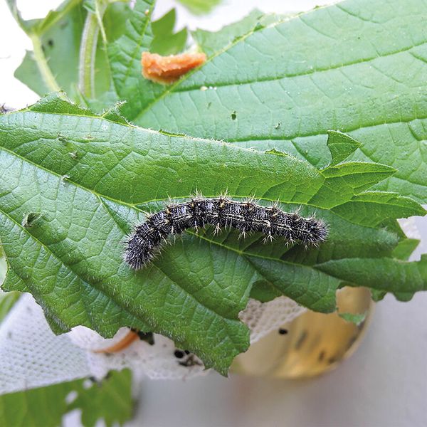 weltweite schmetterling?, falterlarve, raupe, blatt, grüne blätter