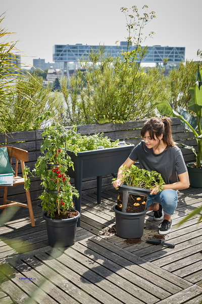 Pflanzen, Topfpflanzen, Gartenpflanzen, Kübelpflanze, Tomatenpflanze