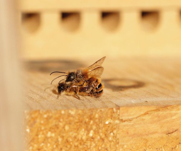Zuchtset Wildbienen, 5-tlg.