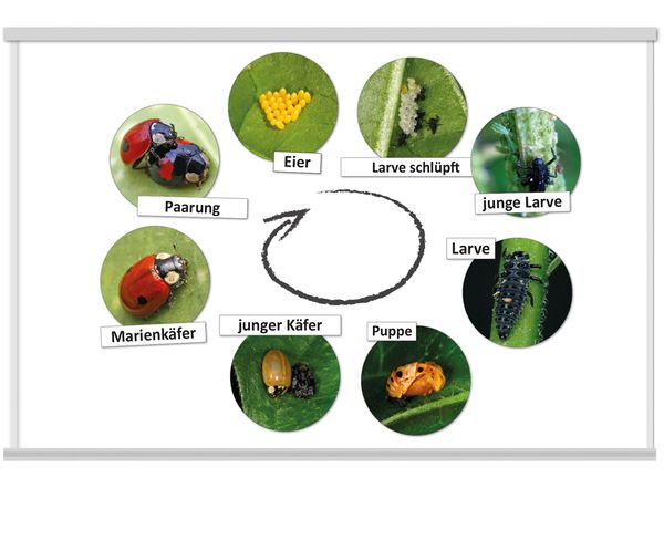 Käfer, Larve, Eier, Puppe, Larvenzyklus