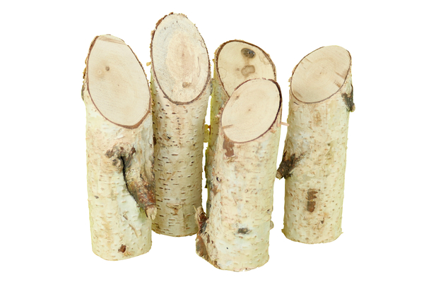 Birkenstangen, Holzstangen, Birkenholz, Baumstämme, Naturmaterial